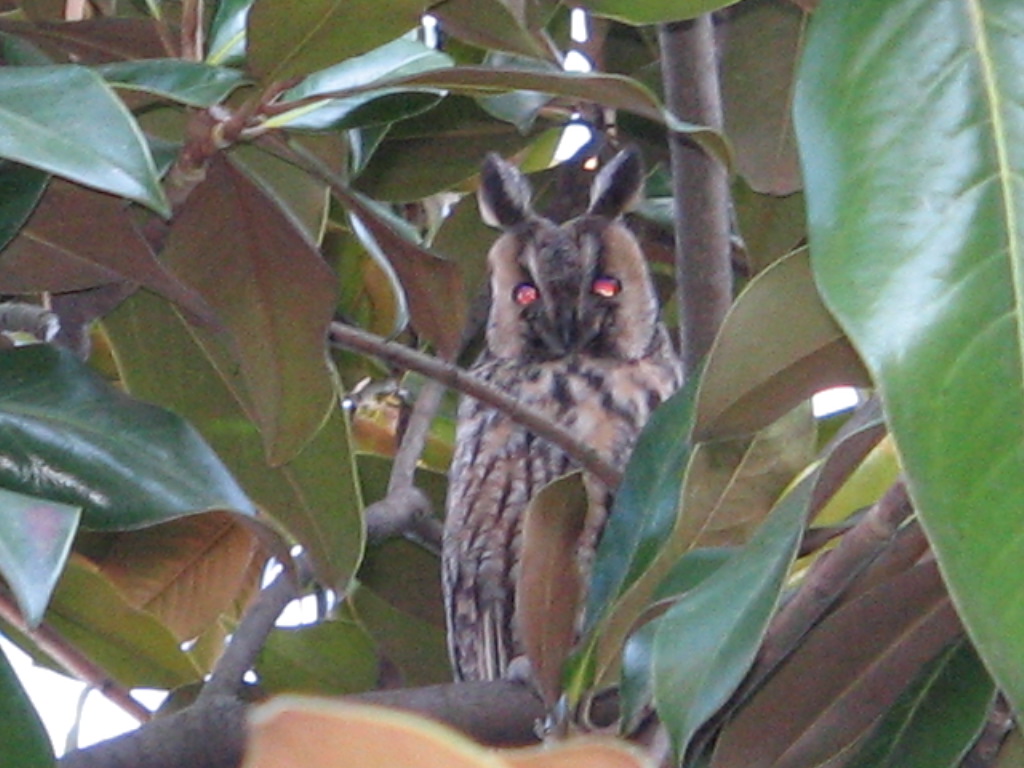 Roost gufi in pericolo ad Ostellato (Fe)